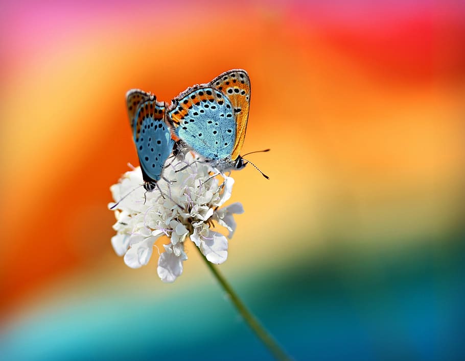 brown, blue, butterflies, white, petaled flowers, butterfly, pair, mating, red, wings