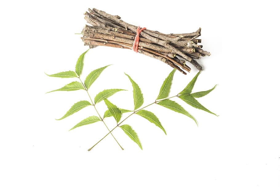 ayurveda, ayurveda herbs, beauty, branch, chew, dental, dental care, fresh, green leaves, growth