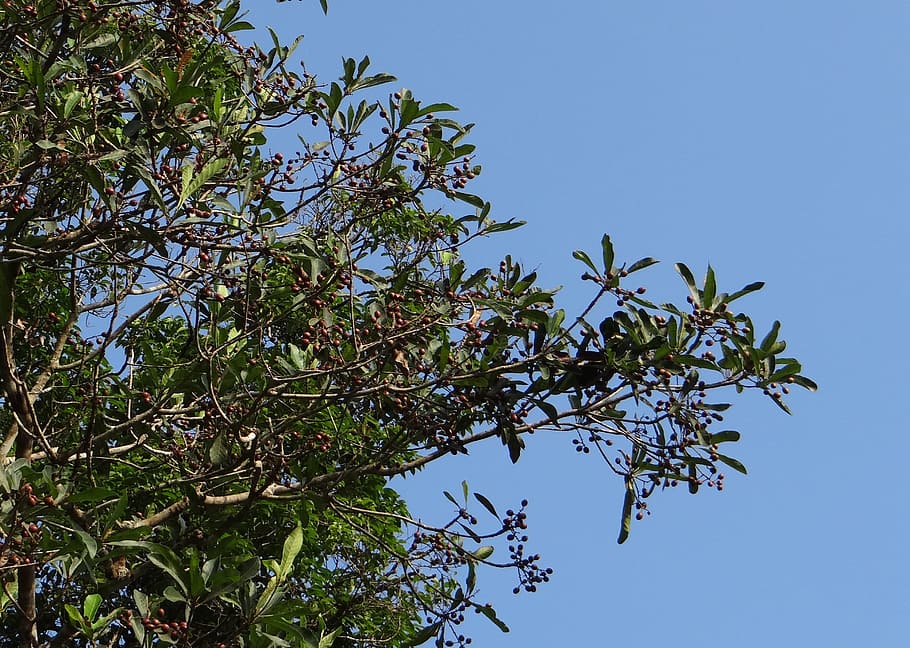 aglaia roxburghiana, Aglaia Elaeagnoidea, milnea roxburghiana, chokkala, punyava, fruit, wild, edible, medicinal, tree