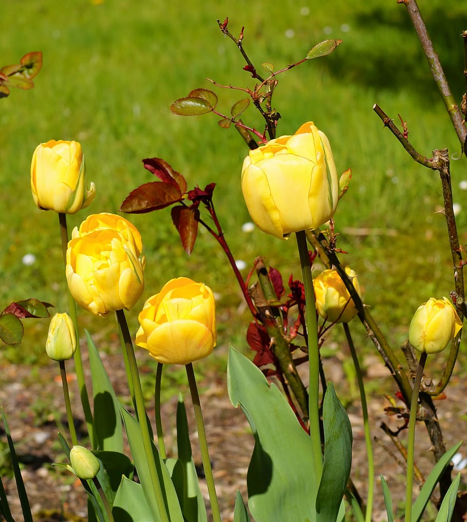 tulips, flowers, spring, plant, close, yellow, early bloomer, growth, beauty in nature, close-up