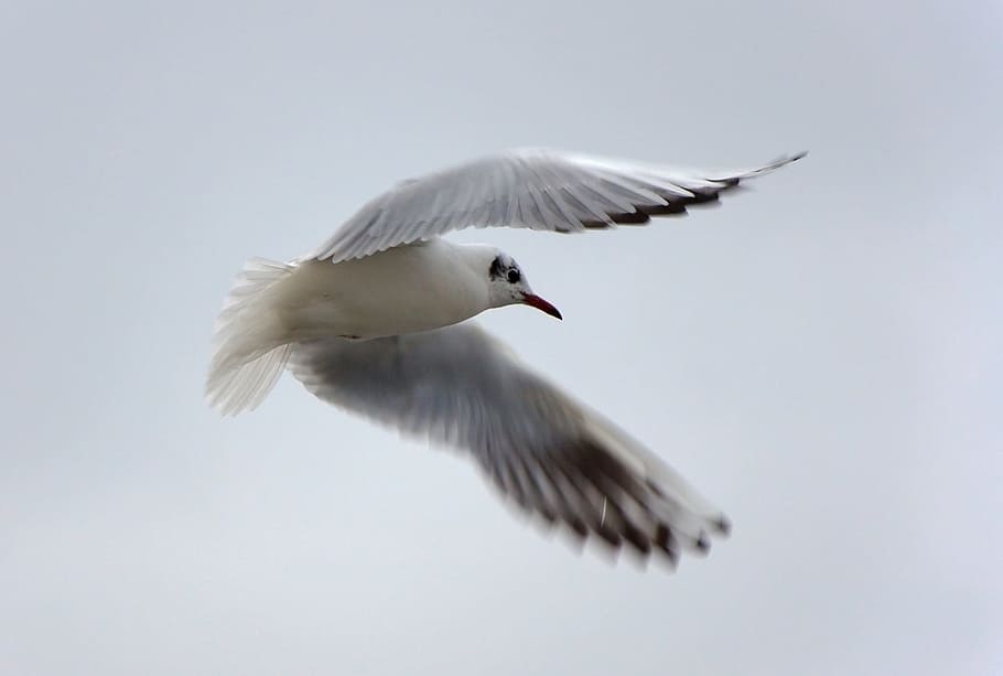 white, flying, red-billed gull, kingfisher, seagull, bird, flight, water bird, close, fly