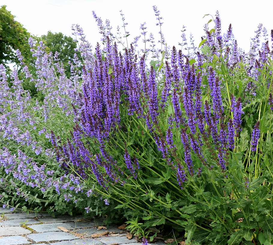 lavender, purple, flowers, violet, herbs, green, provence, flora, aroma, herb