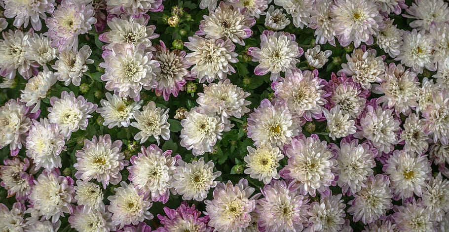 flowers, nature, white, abstract, plants, trickle, dew, herb, non