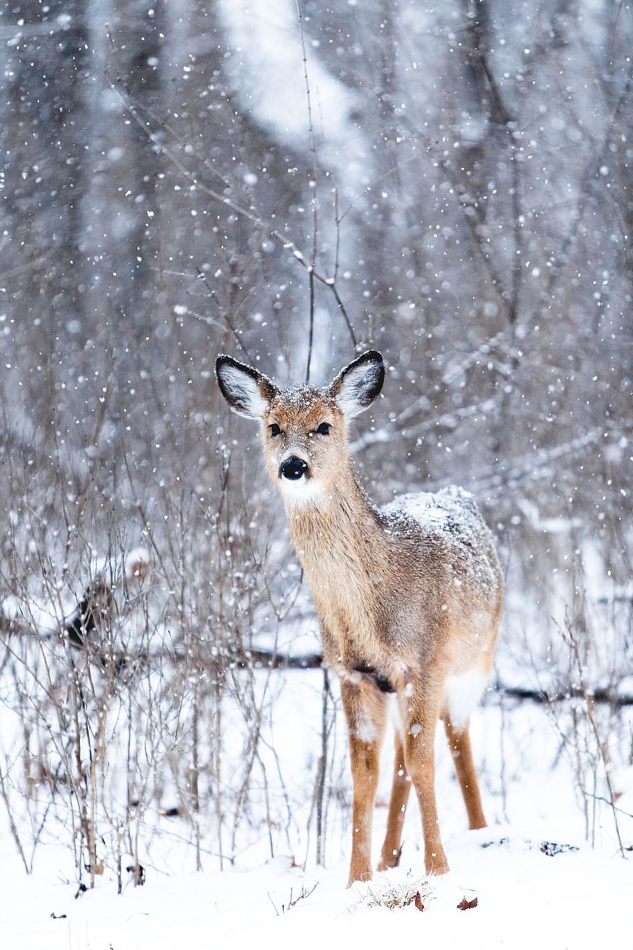 brown, doe, covered, snow, deer, snowing, wildlife, winter, cold temperature, animal