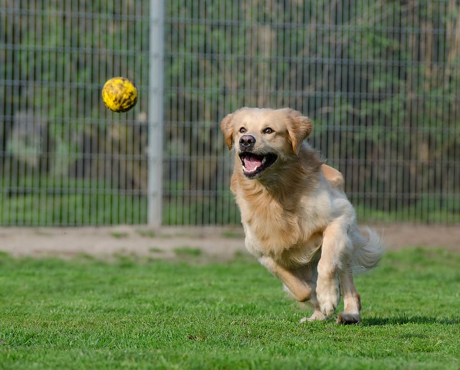 light, golden, retriever, runs, catch, yellow, ball, daytime, animal shelter, dog pension
