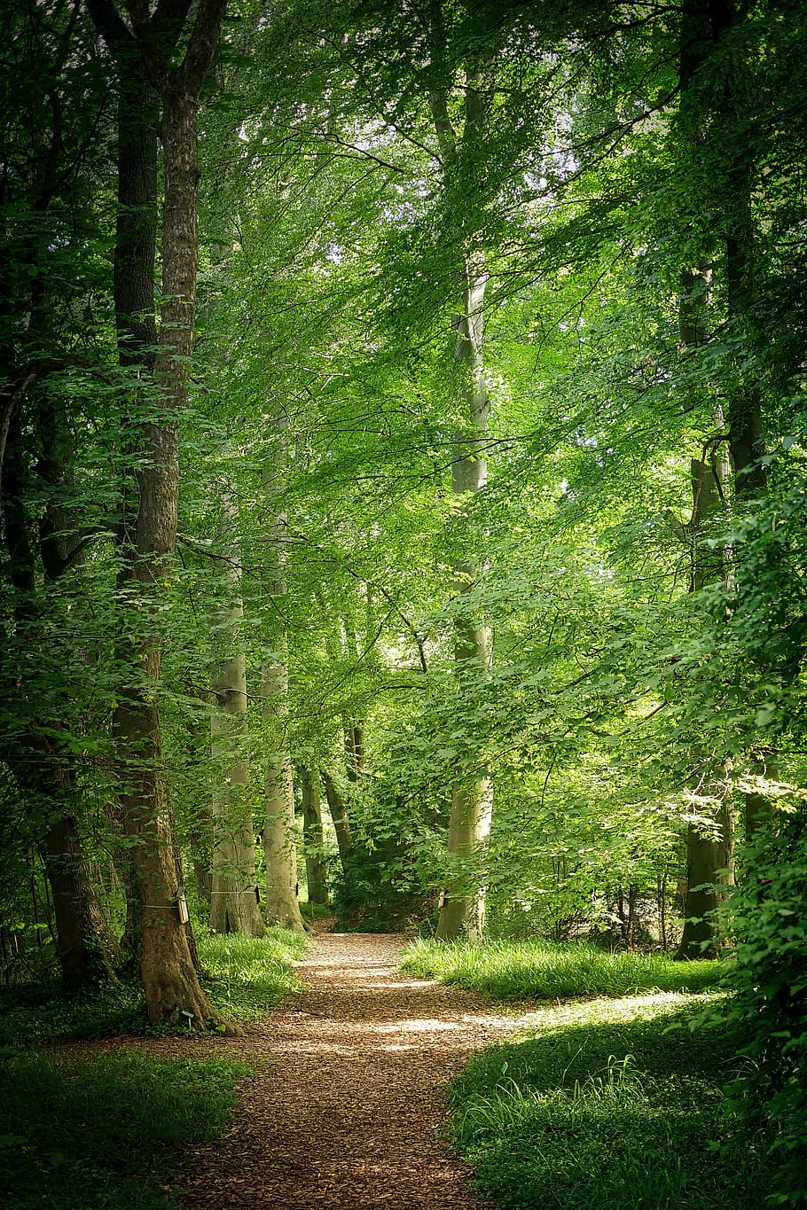 árbol forestal, durante el día, naturaleza, árbol, madera, hoja, parque, bosque, lejos, caminar