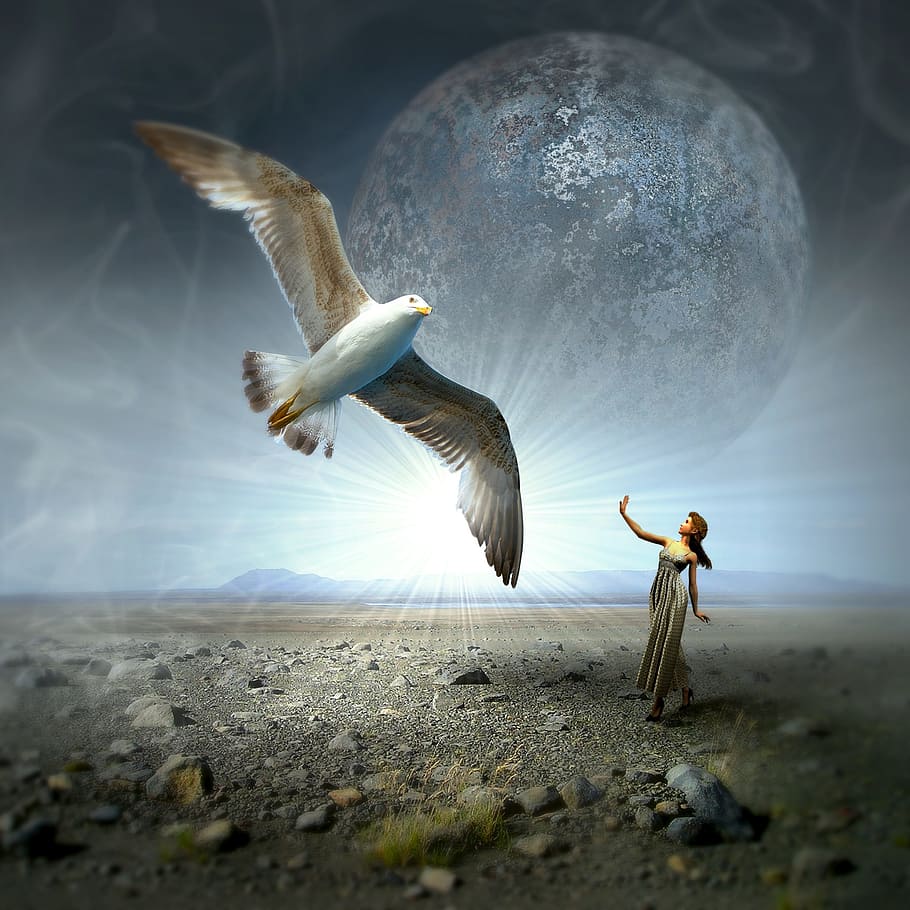 mulher, branco, vestir, olhando, pássaro, capa de cd, gaivota, lua, paisagem, mágica