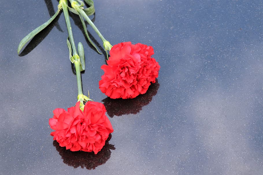 two red carnations, black marble, symbol, decoration, cemetery, outdoor, flower, flowering plant, plant, freshness