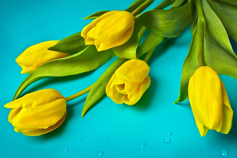 cinco, amarillo, flores de tulipán, flores, primavera, tulipanes, planta, prado, vacaciones, azul