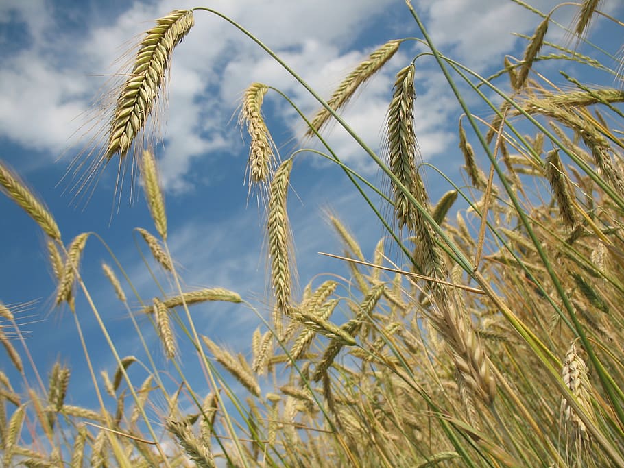 trigo, branco, nuvens, cereais, agricultura, campo de trigo, grão, espiga de trigo, espiga, arável