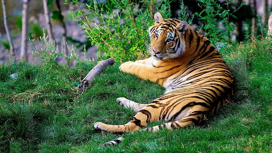 laying, tiger, grass, daytime, bengal tiger, forestry, bengal, wildlife, cat, animal