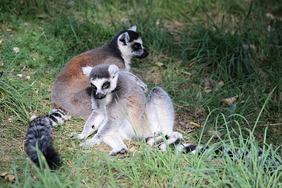 lemur, animal, nature, mammal, couple, tail, cute, zoo, jihlava, monkey