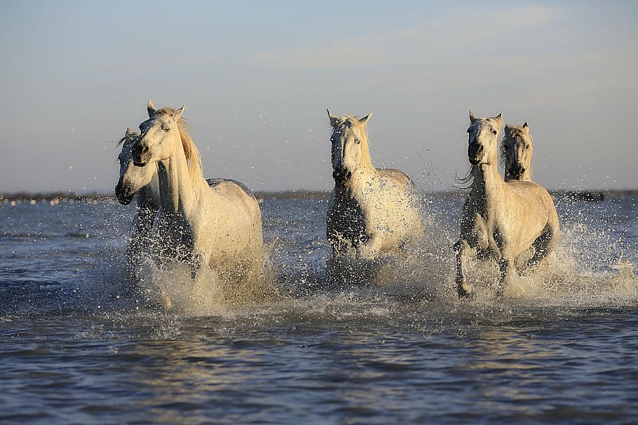 manada, caballo, correr, agua, durante el día, caballos, equitación, yegua, naturaleza, lago