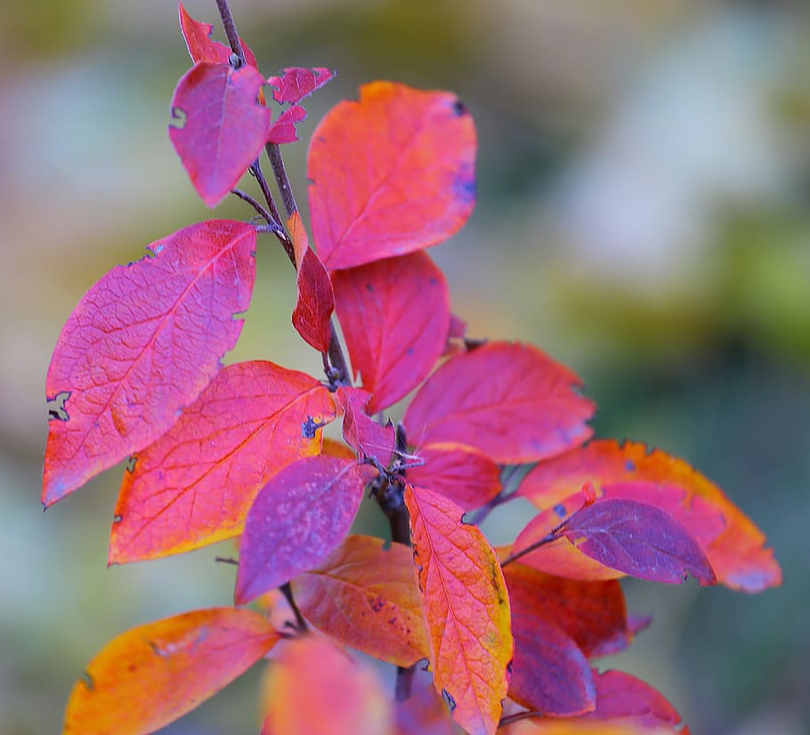 otoño, belleza, pintura, hojas, amarillo, rojo, rusia, encanto, paseo, comodidad