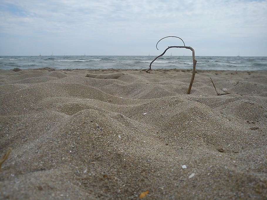 beach, branch, sand, sea, drift wood, dry, withers, wood, water, land