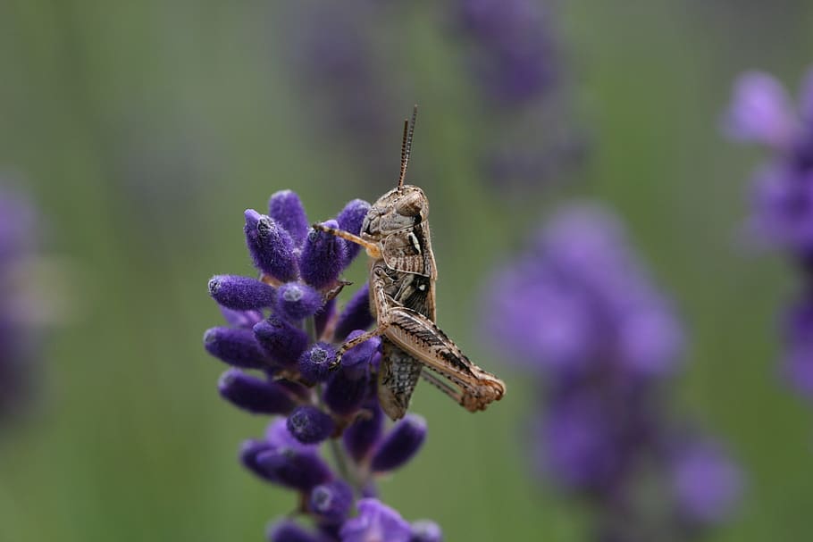 grasshopper, close up, sitting, insect, bug, field, macro, cricket, nature, green