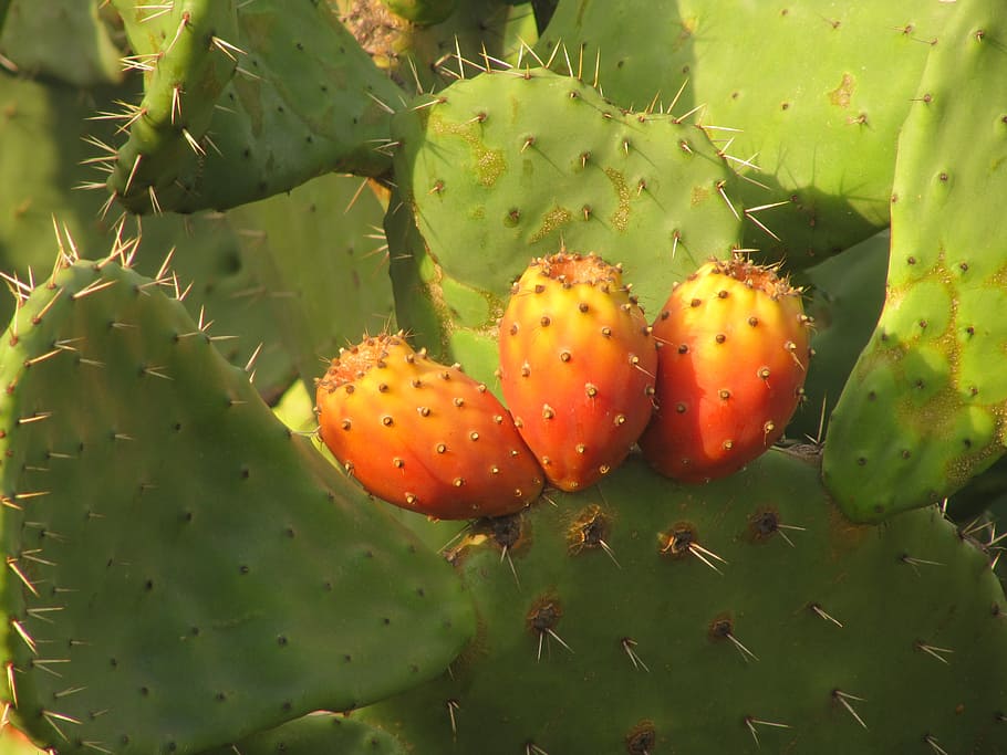 prickly pear, cactus, fruit, sardinia, succulent plant, prickly pear cactus, growth, green color, thorn, spiked