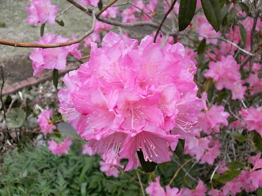 rododendro, rododendros, ericaceae, flores de primavera, rosa, flor rosa,  macizo de flores, Flor, planta floreciente, color rosado | Pxfuel