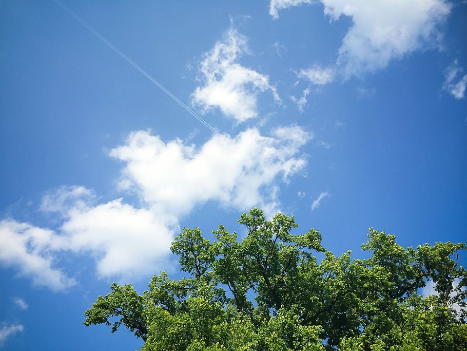 clouds with tree, Clouds, Tree, nature, plane, sky, blue, summer, outdoors, day