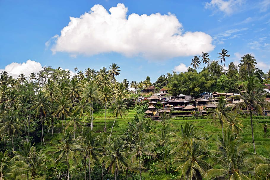 bali, indonesia, travel, ubud, rice terraces, rice fields, fields, landscape, agriculture, unesco world heritage