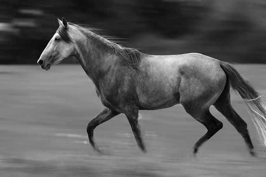 horse, nature, animal, equine, pre, standard, black and white, animal themes, mammal, vertebrate