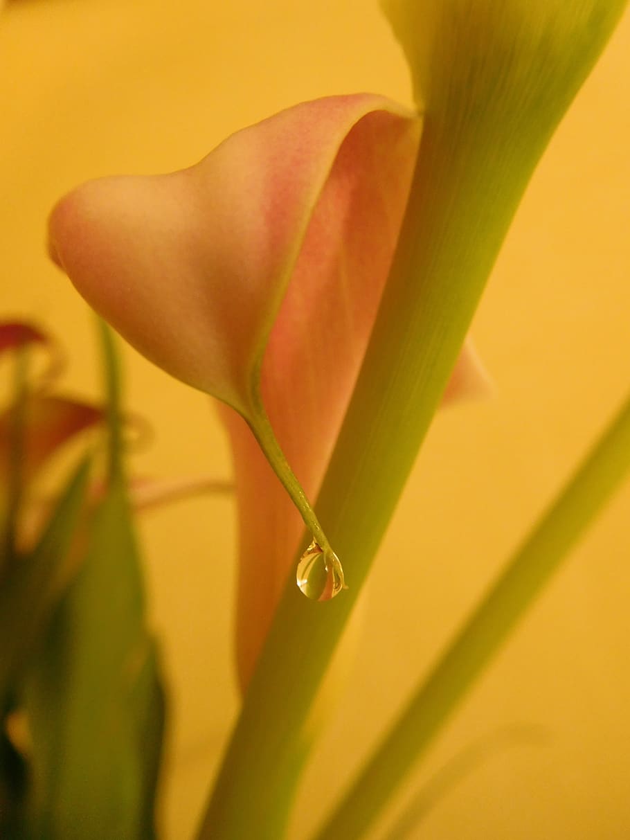 flower, zantedeschia, calla, calla lily, plant, flora, calla with drop of water, close-up, beauty in nature, freshness