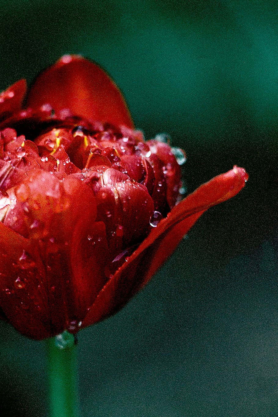 selective, focus photography, red, peony flower, nature, plants, flowers, petals, water, dew