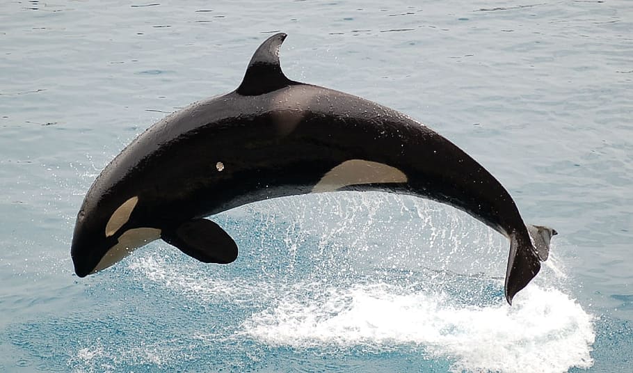 hitam, putih, lompat paus pembunuh, air, siang hari, closeup, foto, hiu paus, orca, paus pembunuh