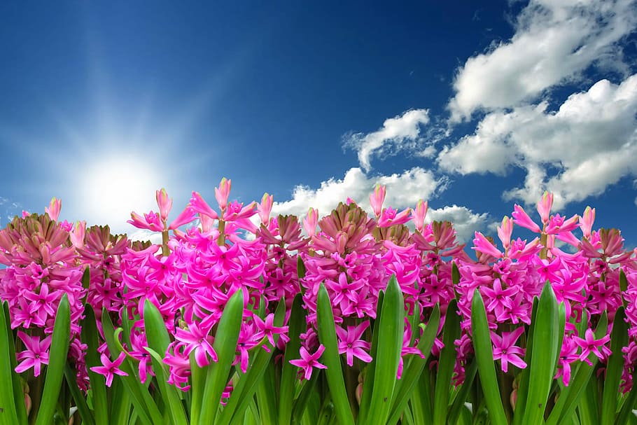 pink, jasmine flower plants, cloudy, blue, sky, flower, nature, plant, hyacinth, spring