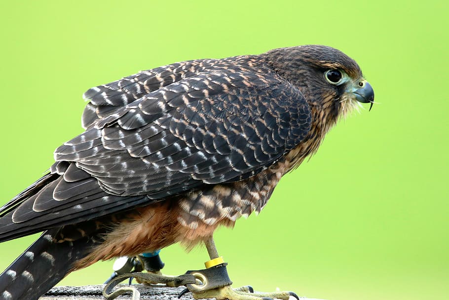 aplomado falcon, falcon, bird, wildlife, nature, natural, hawk, endangered, predator, conservation
