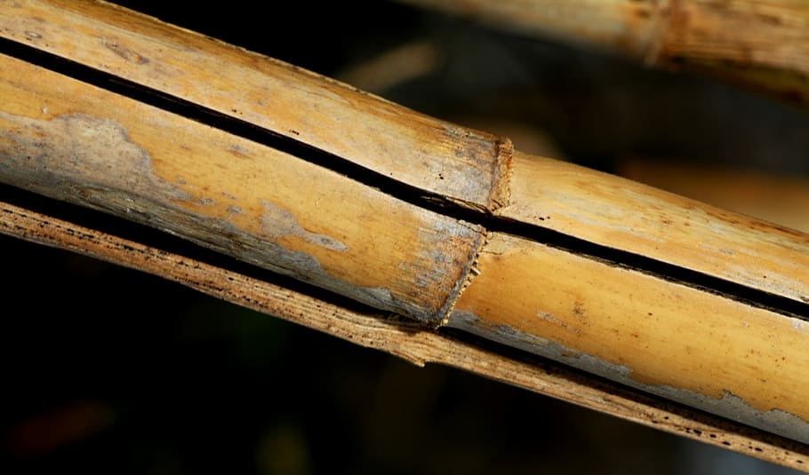Cane, Nature, Stems, Cylindrical, Plants, stems cylindrical, close-up, day, outdoors, wood - material