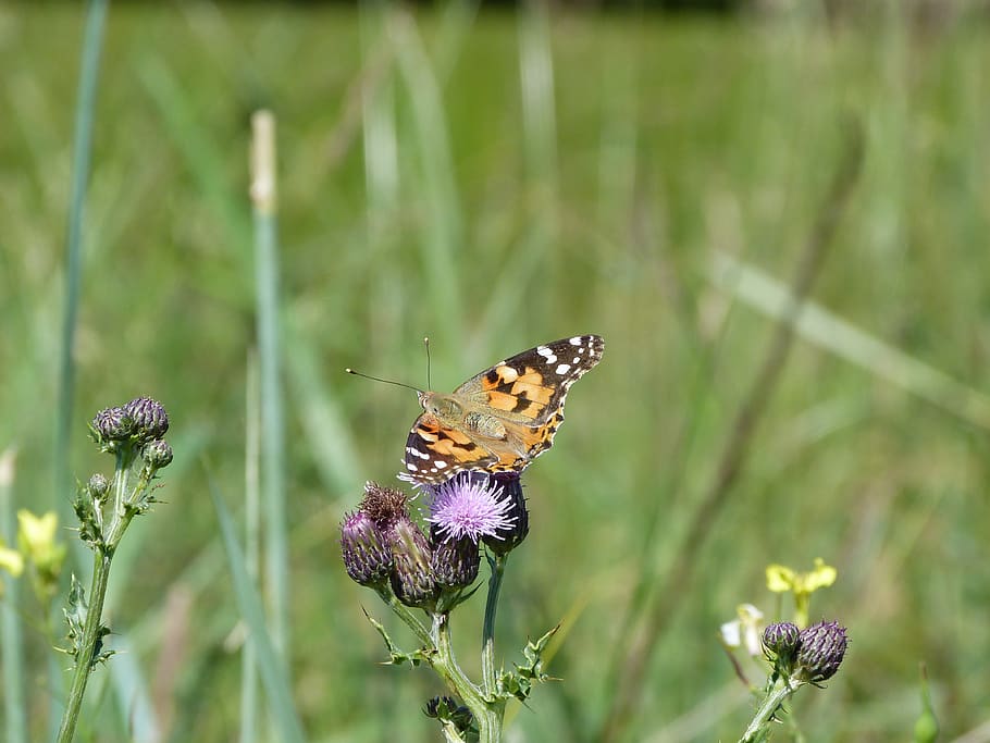 butterfly, red admiral, nature, summer, wildlife, thistle, meadow, background, outdoors, flower