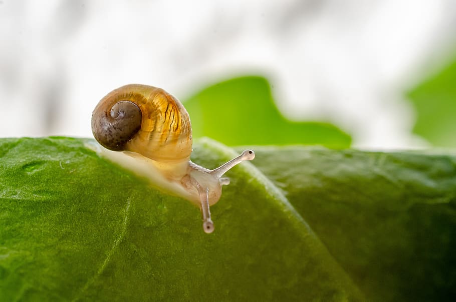 snail, gastropod, petit, cute, nature, animal, move, horn, antenna, invertebrate