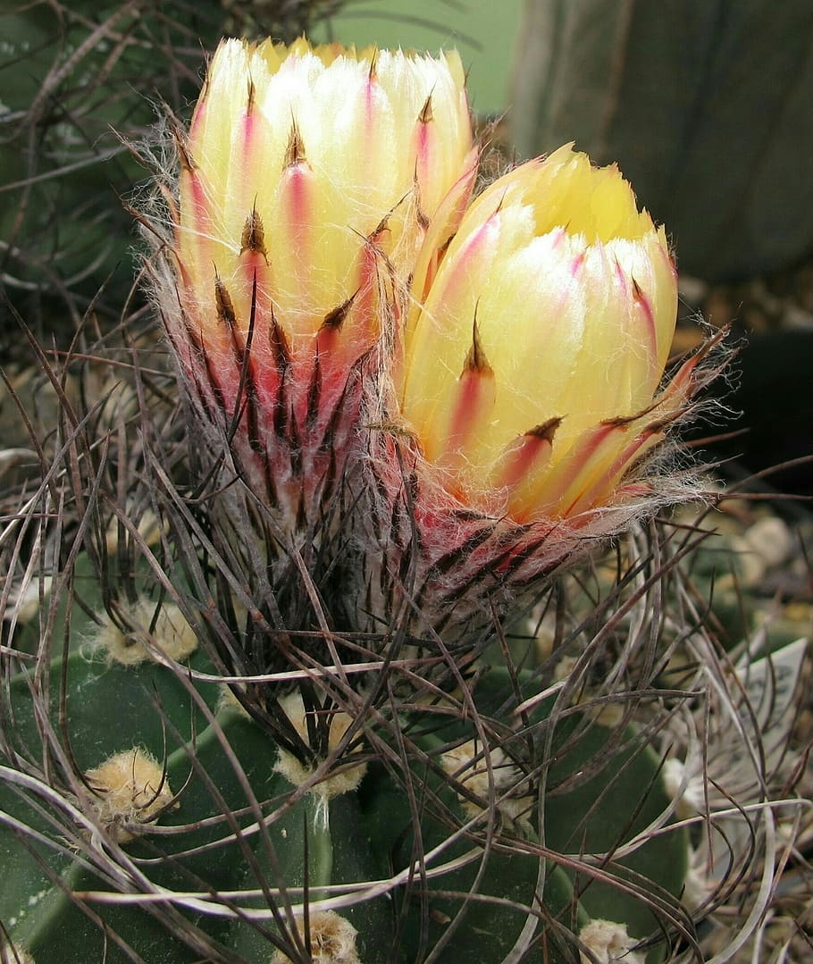 cacti, astrophytum, senile, nature, plant, close-up, flower, growth, flowering plant, day