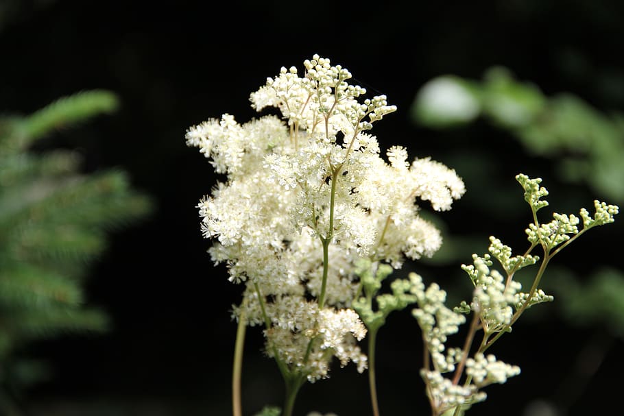 blanco, flor de verano, reina de los prados, Flor, planta floreciente, planta, frescura, belleza en la naturaleza, color blanco, fragilidad