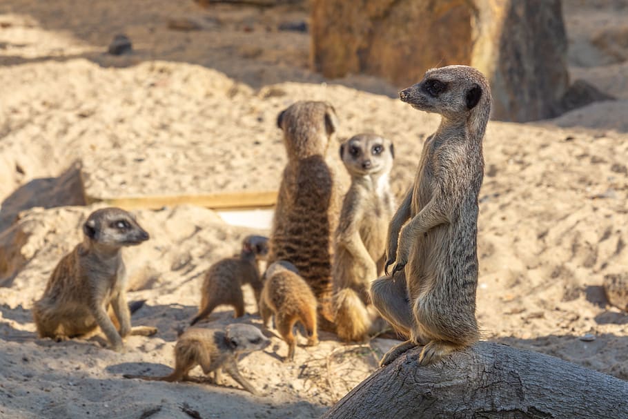 suricate, lindo, mamíferos, pequeño, áfrica, zoológico, de pie, suricatas, desierto, guardia
