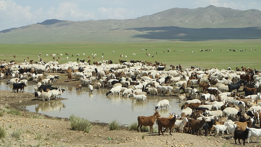 mongolia, yangttae, nomadic, animal themes, mammal, animal, domestic animals, group of animals, livestock, domestic