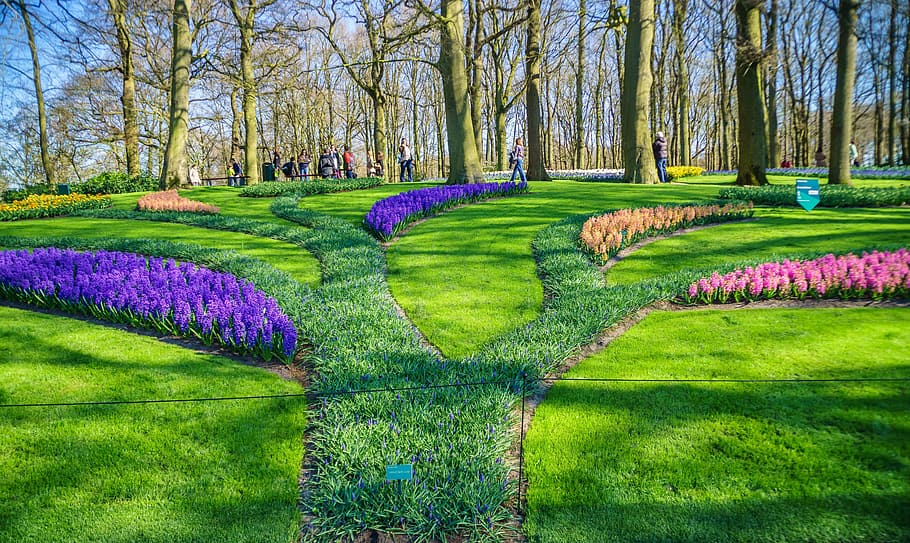 holland, tulpenbluete, park, spring, plant, tree, beauty in nature, flower, grass, green color