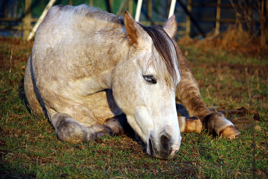 Horse, Sleep, Thoroughbred, Arabian, thoroughbred arabian, pasture, lying horse, mold, white horse, tired
