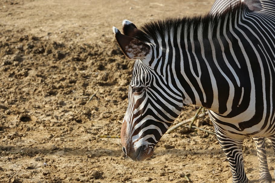 zebra, african animals, equine, stripes, earth, zoo, outside, animal, animals, horizontal