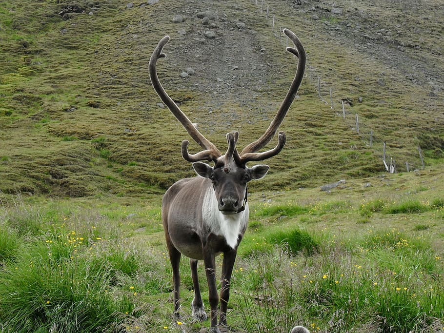 landscape photo, moose, green, grass, reindeer, iceland, antler, ungulate, wildlife, nature