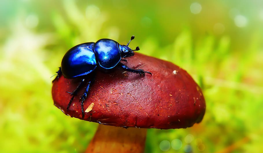 escarabajo del bosque, el escarabajo, antenas, boletus castaño, otoño, vegetación, animales, naturaleza, en la corte de, invertebrados