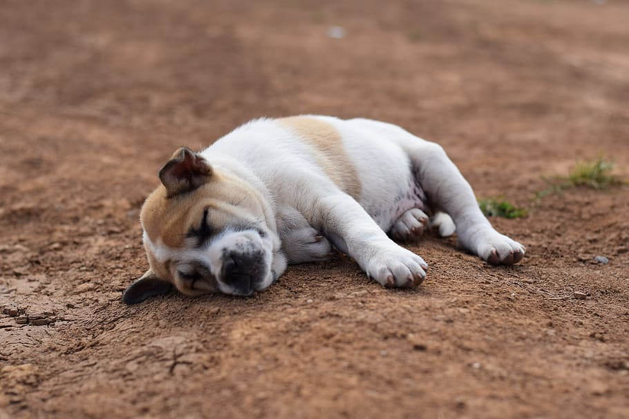Animals, Dog, Sleep, Soil, comfortable, puppy, lonely, am lonely, asleep, relax