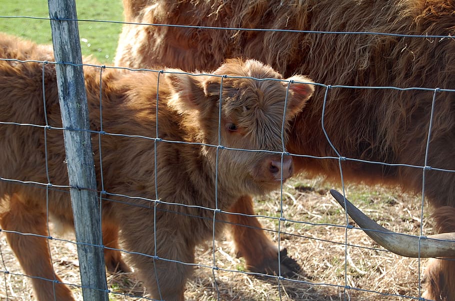 highland cow, farm, calf, baby, animal, cute, cow, mammal, animal themes, livestock
