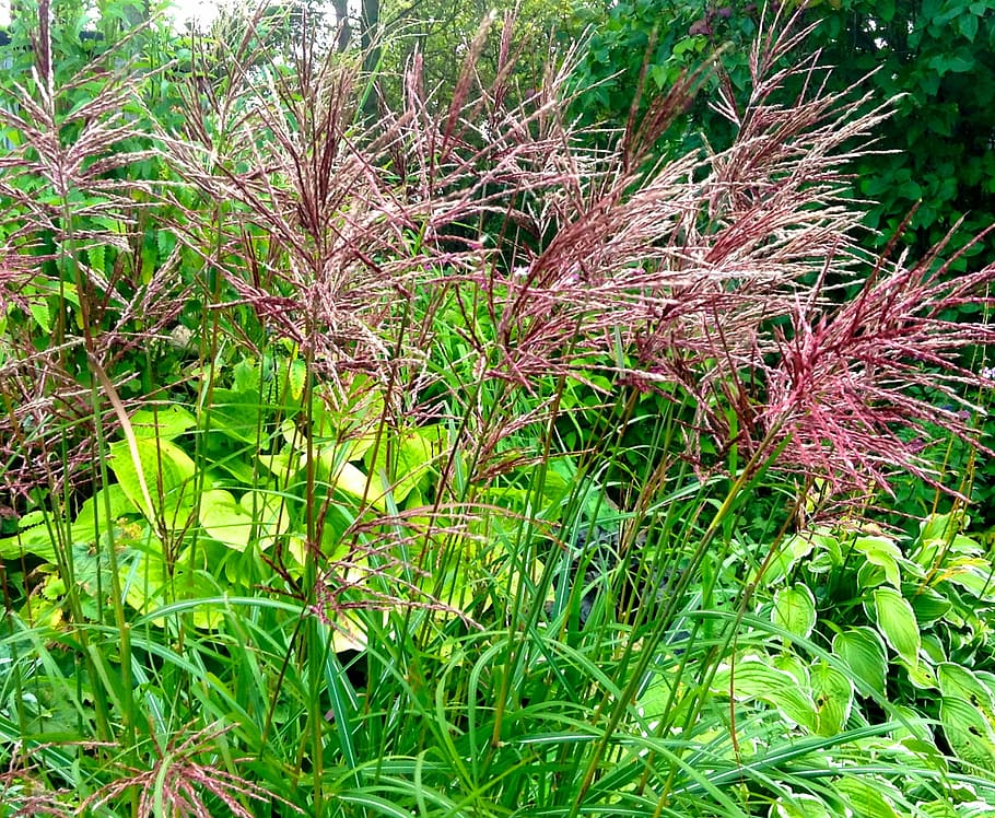hierba japonesa, perenne, oreja roja, naturaleza, árbol, planta, crecimiento, color verde, tierra, campo