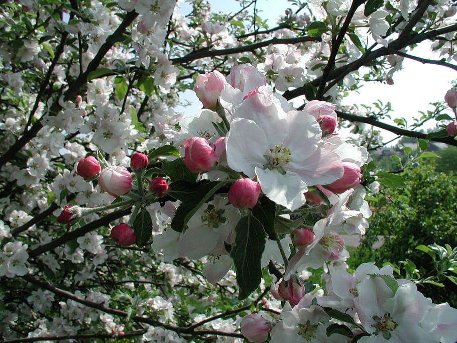 Flores, árboles, primavera, flor, naturaleza, cerezas ornamentales, árbol, flor de manzana, color blanco, planta floreciendo