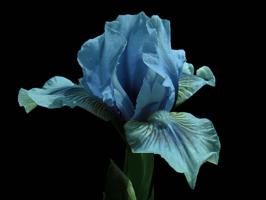 iris, bearded iris, flower, close up, plant, blue, blue blossom, petal, flowering plant, fragility