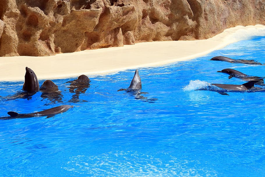 negro, delfín, cuerpo, agua, durante el día, delfines, tenerife, loro park, vista previa, azul