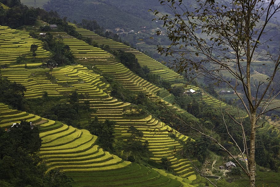 blind stretch comb, lao cai, yen bai, vietnam, soil, terraces, farmer, minority, mountain, agriculture