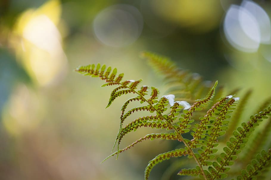 selective, focus photography, green, fern, forrest garden, macro, close, detail, plant, growth